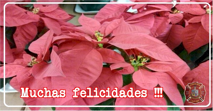 Imagen de nochebuenas con un sector del DBCO . Texto: Muchas felicidades !!!