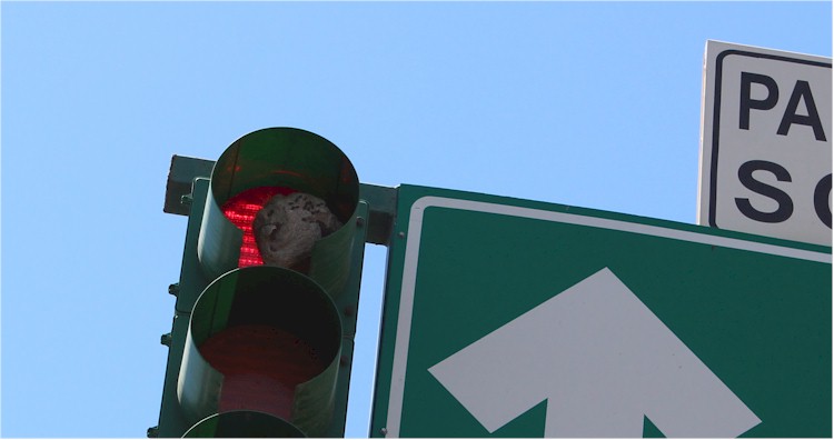 Panal abejas culichis - Foto 1